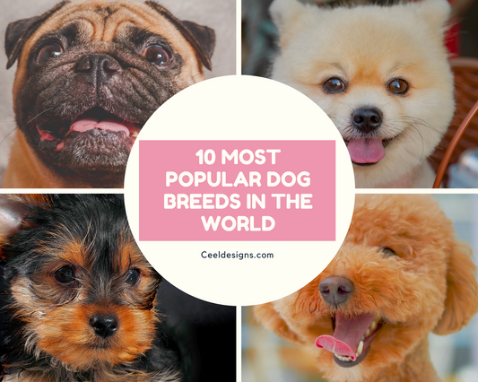 10 Most Popular Dog Breeds In The World